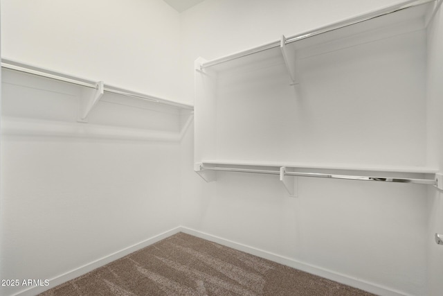 spacious closet featuring carpet floors