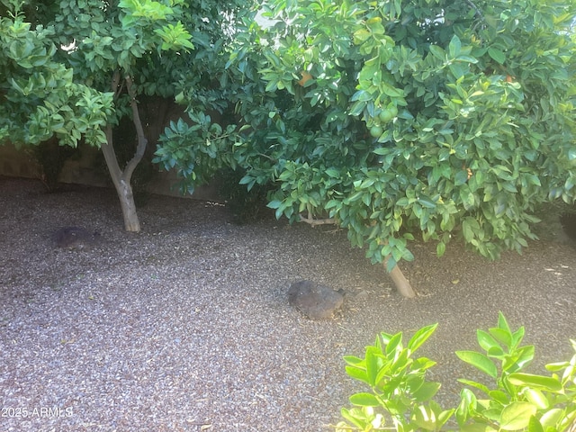 1036 E Wagon Wheel Dr, Phoenix, AZ 85020 - view of yard