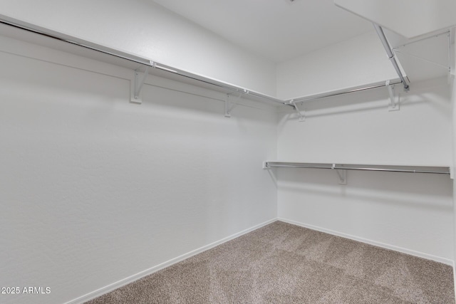 walk in closet with carpet floors