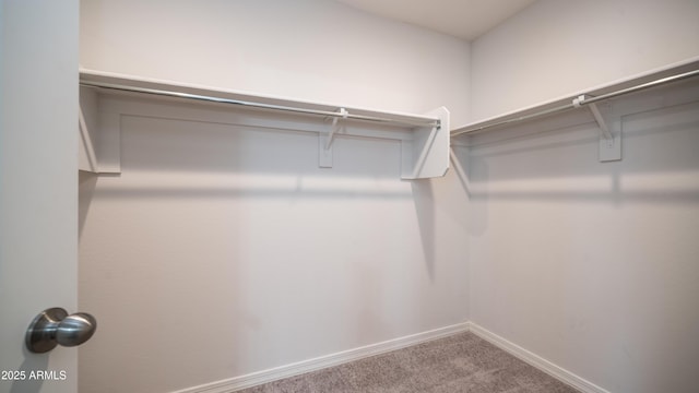 spacious closet featuring carpet floors