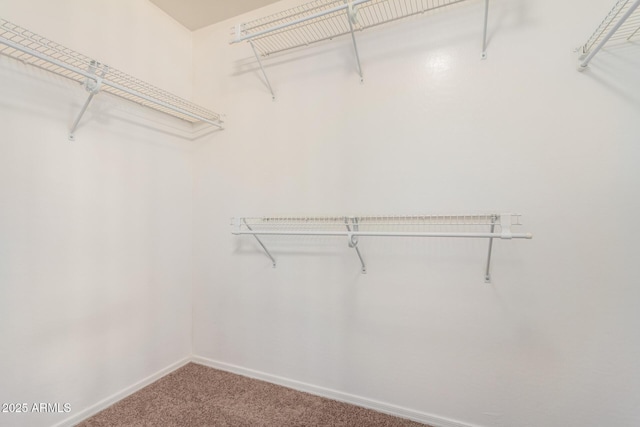 walk in closet featuring carpet floors