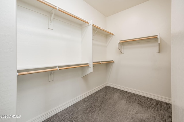 spacious closet featuring carpet flooring
