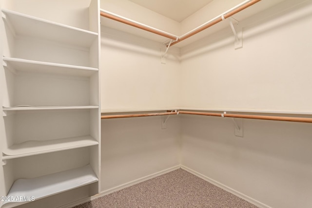 walk in closet featuring carpet floors