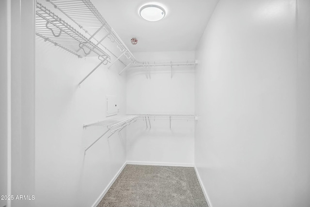 walk in closet with light carpet