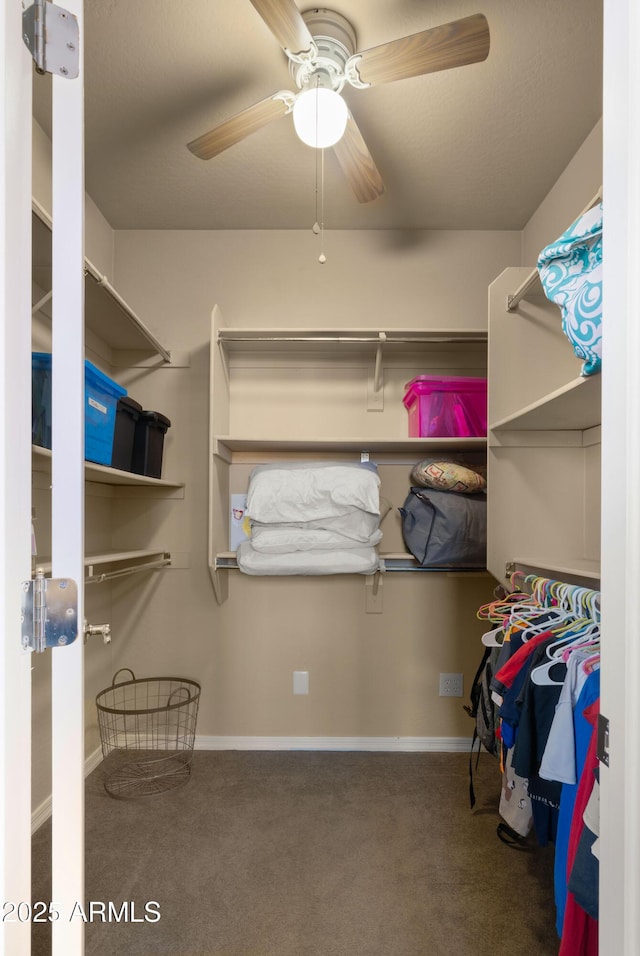 walk in closet featuring carpet floors and a ceiling fan