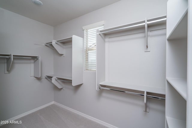 walk in closet with carpet flooring