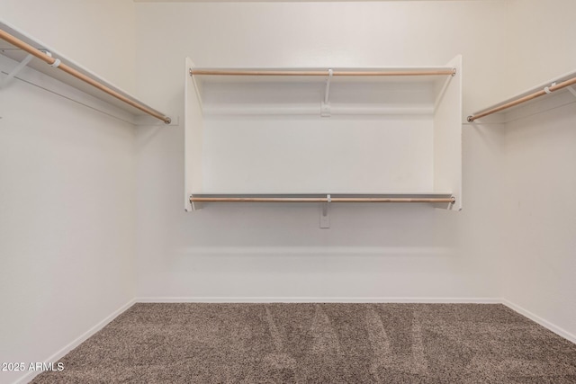 walk in closet featuring carpet flooring