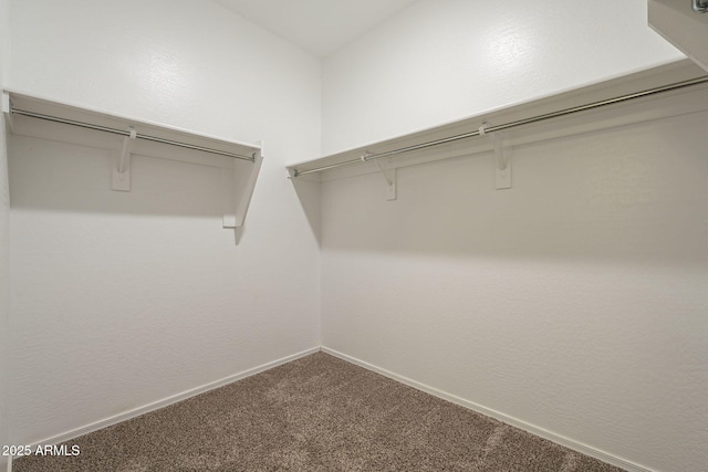 walk in closet featuring carpet floors