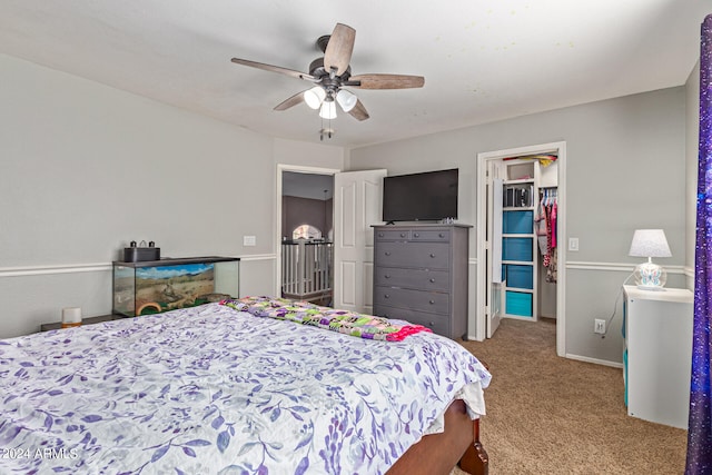 bedroom featuring ceiling fan, a walk in closet, a closet, and carpet floors