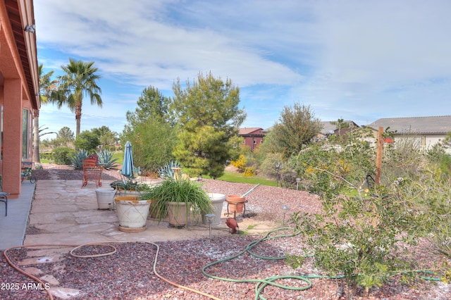 view of yard featuring a patio area