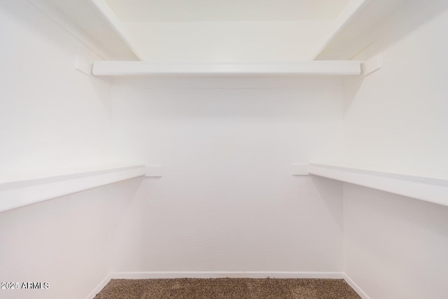 spacious closet featuring carpet flooring