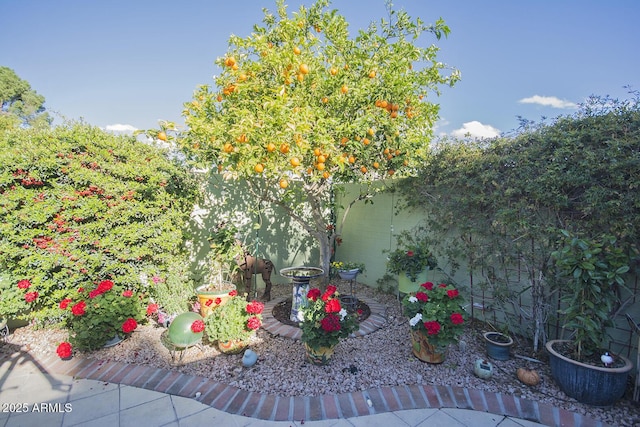 view of yard with a patio area