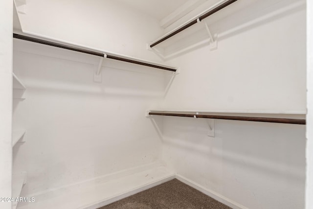 spacious closet featuring carpet flooring