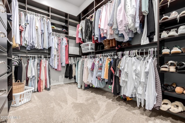 walk in closet featuring carpet flooring