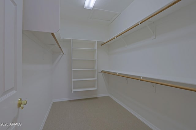 spacious closet featuring carpet flooring