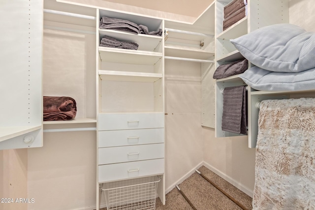 walk in closet featuring carpet flooring