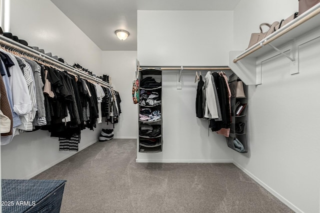 spacious closet featuring carpet