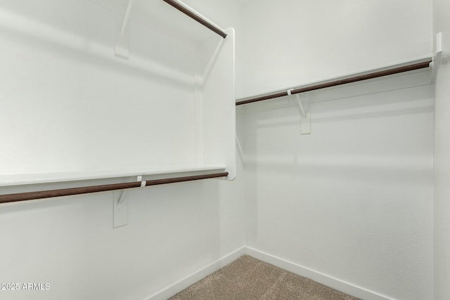 spacious closet featuring carpet flooring