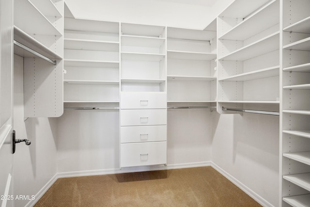 walk in closet featuring carpet floors