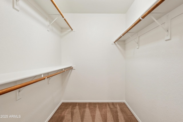 walk in closet with carpet flooring