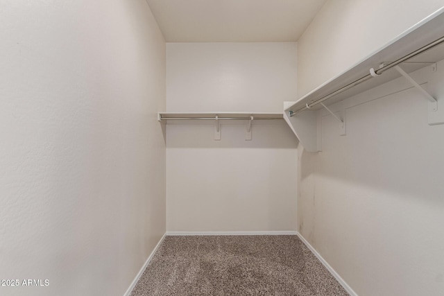 spacious closet featuring carpet floors