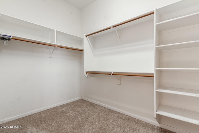 walk in closet with carpet floors