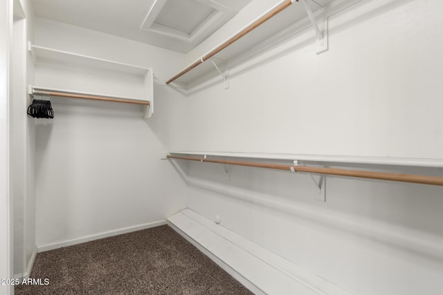 spacious closet featuring carpet floors