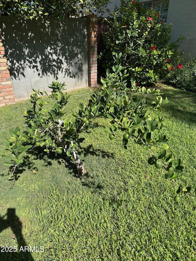 4710 N 33rd Pl, Phoenix, AZ 85018 - view of yard