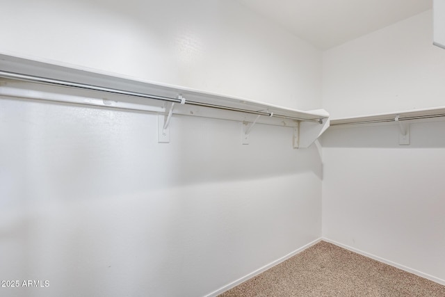 spacious closet featuring carpet