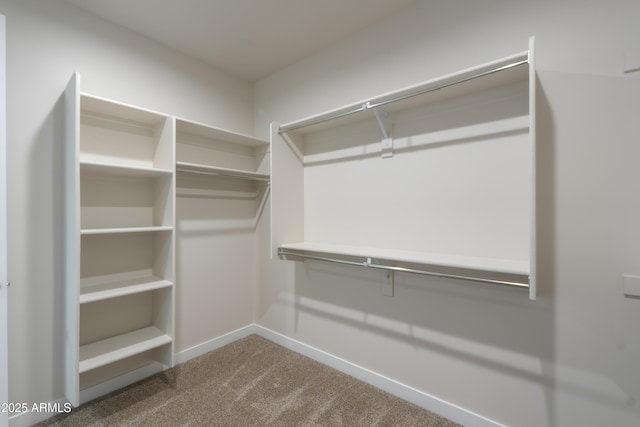 spacious closet featuring carpet