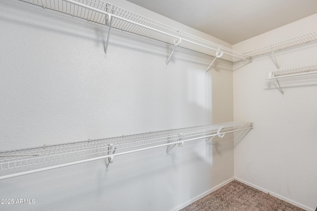 spacious closet featuring carpet flooring