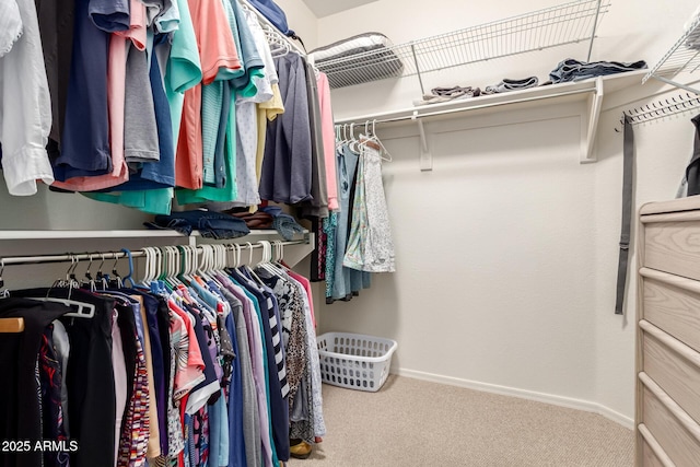 walk in closet with carpet floors