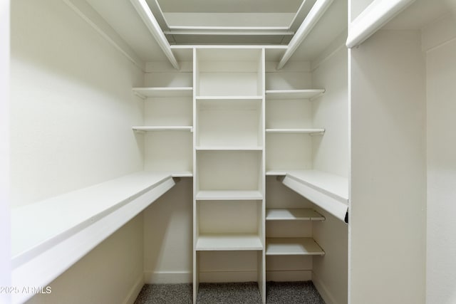 walk in closet featuring carpet floors