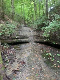 view of local wilderness