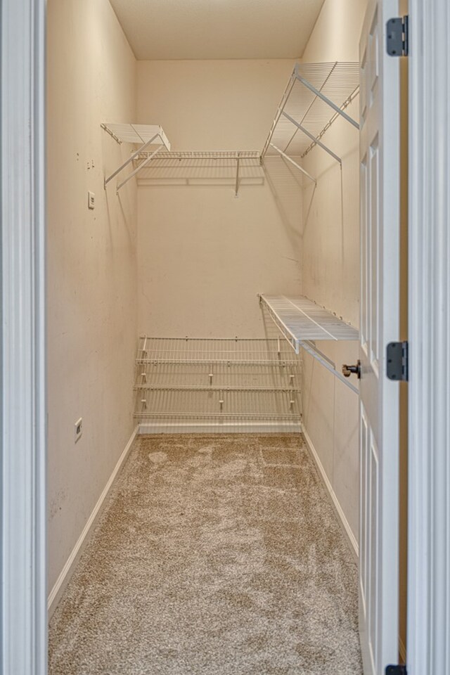 walk in closet with carpet flooring