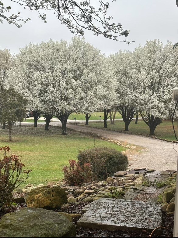 view of community with a lawn