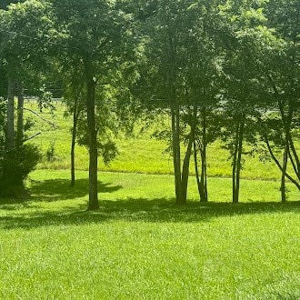 5740 S York Hwy, Clarkrange, TN 38553 - view of undeveloped land