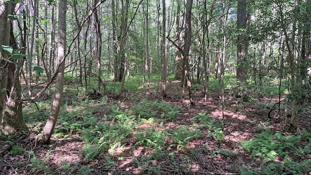 TRACT4 Airport Rd, Piney Creek Acres, Rockwood, TN 37854 - photo 4