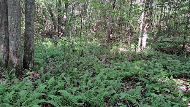 TRACT4 Airport Rd, Piney Creek Acres, Rockwood, TN 37854 - photo 9