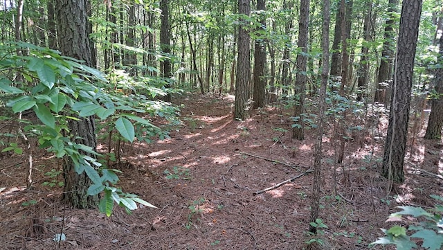 TRACT4 Airport Rd, Piney Creek Acres, Rockwood, TN 37854 - photo 27