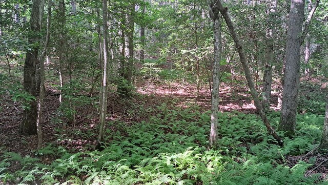TRACT4 Airport Rd, Piney Creek Acres, Rockwood, TN 37854 - photo 3