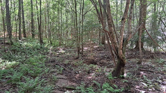 TRACT4 Airport Rd, Piney Creek Acres, Rockwood, TN 37854 - photo 17