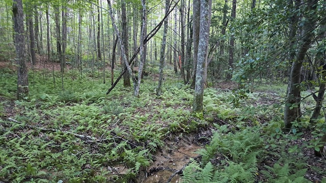 TRACT4 Airport Rd, Piney Creek Acres, Rockwood, TN 37854 - photo 2