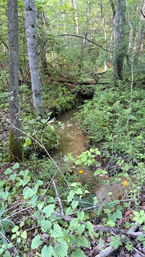 TRACT4 Airport Rd, Piney Creek Acres, Rockwood, TN 37854 - photo 23