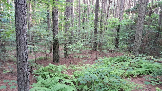 TRACT4 Airport Rd, Piney Creek Acres, Rockwood, TN 37854 - photo 21
