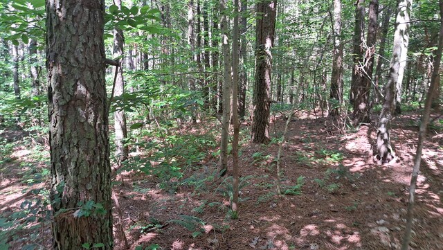 TRACT1 Airport Rd, Piney Creek Acres, Rockwood, TN 37854 - photo 12