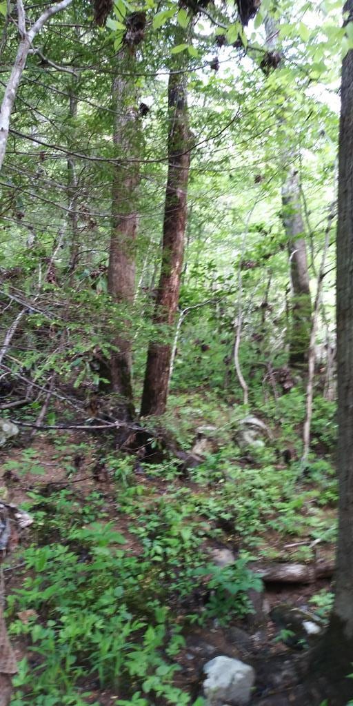 LOT47 Buckeye Ln, Wilder, TN 38589
