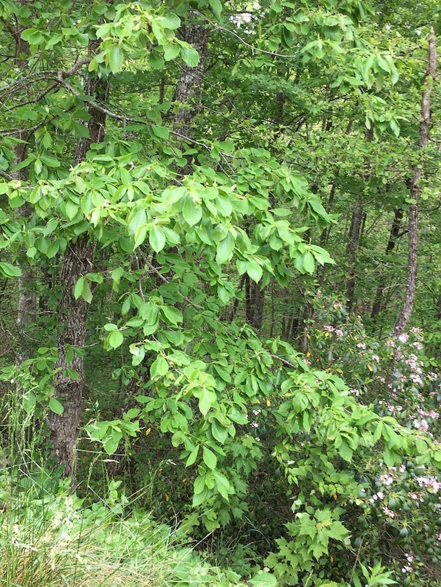 LOT47 Buckeye Ln, Wilder, TN 38589