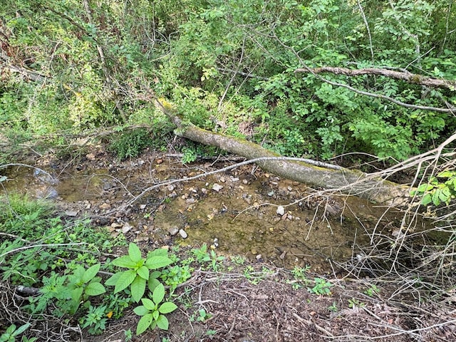 46326 US-127 S, Pikeville, TN 37367 - view of local wilderness