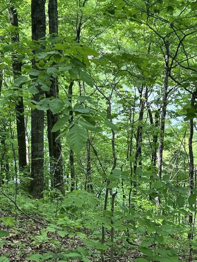 43.36AC Winningham Rd, Byrdstown, TN 38549